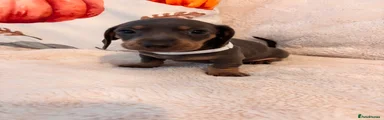 Benny