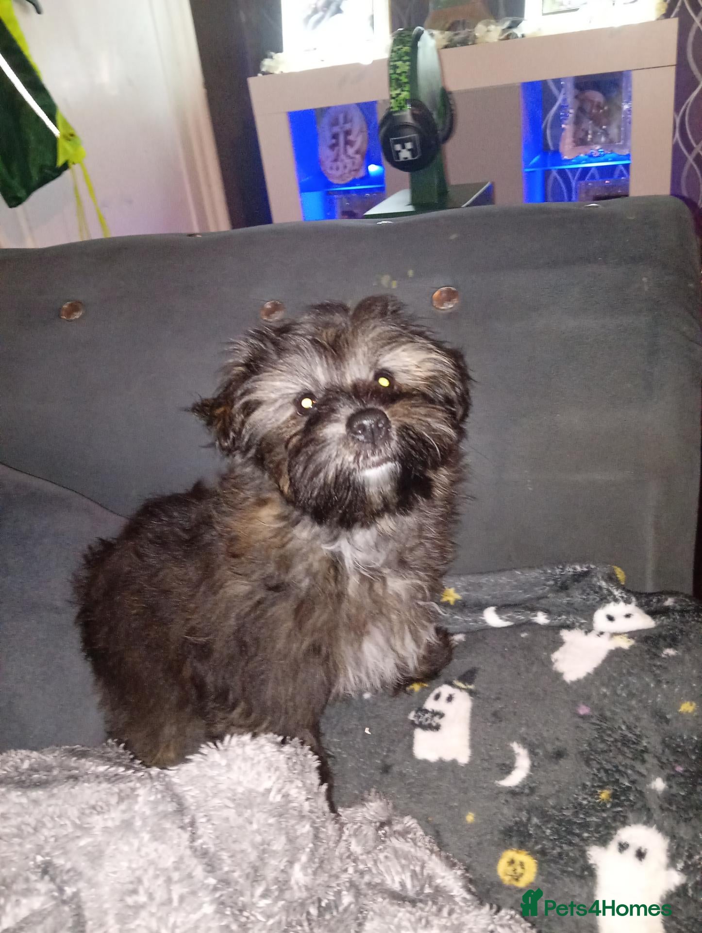 Shorkie dogs Gorgeous Shorkie girl - Advert 3