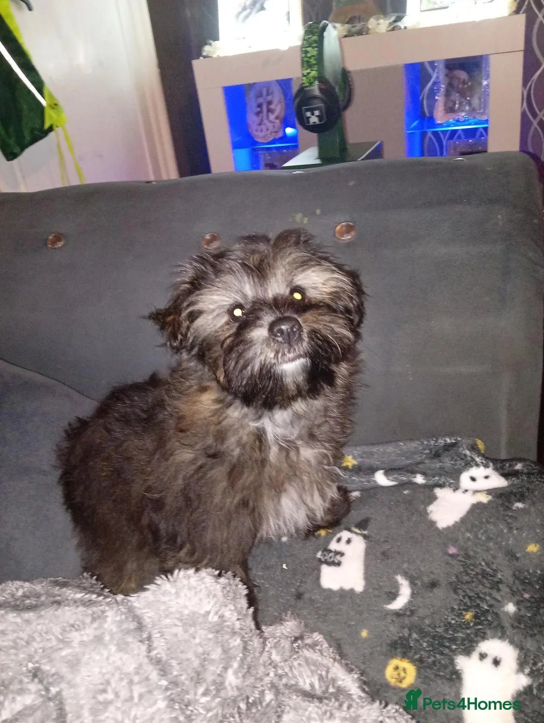 Shorkie dogs for sale: Gorgeous Shorkie girl in Burnley - Advert 1