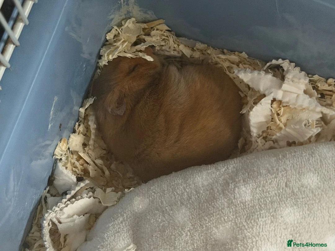 Hamster rodents for sale: Female Syrian hamster - Pumpkin in Telford - Advert 4