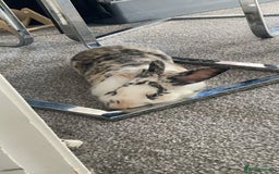 Mini Lion Lop rabbits for sale: Indoor Harlequin rabbit - Image 2