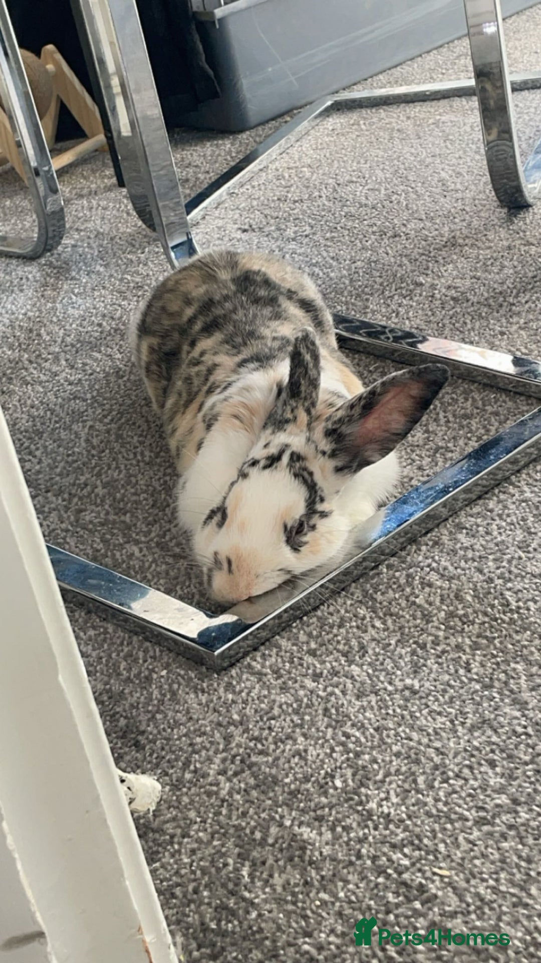 Mini Lion Lop rabbits for sale: Indoor Harlequin rabbit - Image 2