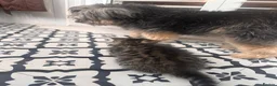 Mixed Breed cats for sale: Beautiful male tabby kitten  - Advert 3