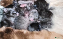 Ragdoll cats for sale: Ragdoll x bsh - Image 5
