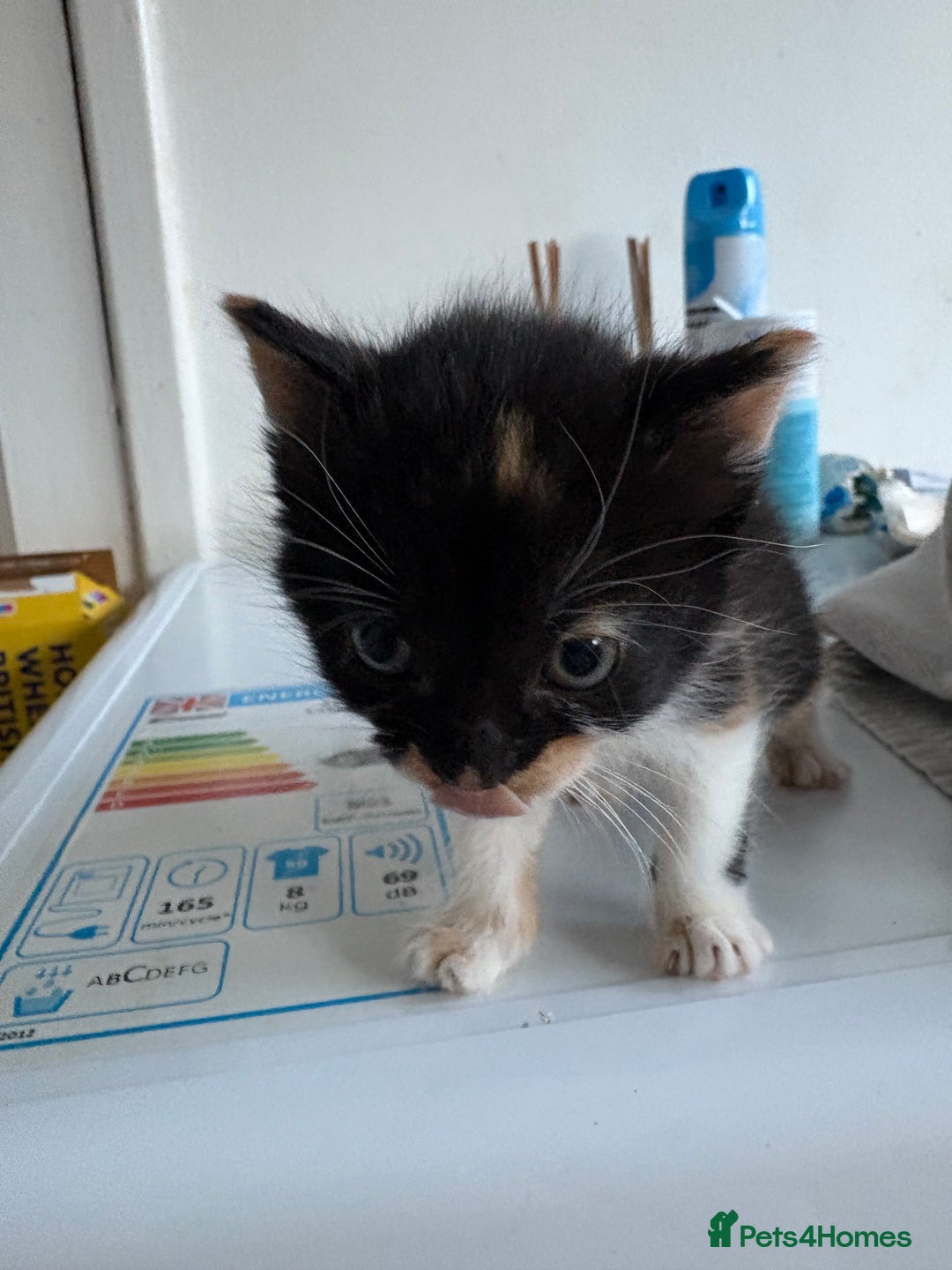 Mixed Breed cats for sale: 5 kittens for sale - Image 14