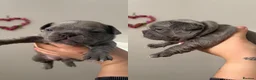 French Bulldog dogs for sale: KC registered beautiful fluffy French Bulldogs in Hailsham - Advert 9