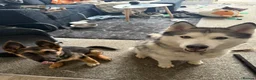 Siberian Husky dogs for sale: Gorgeous 3 year old husky  - Advert 2