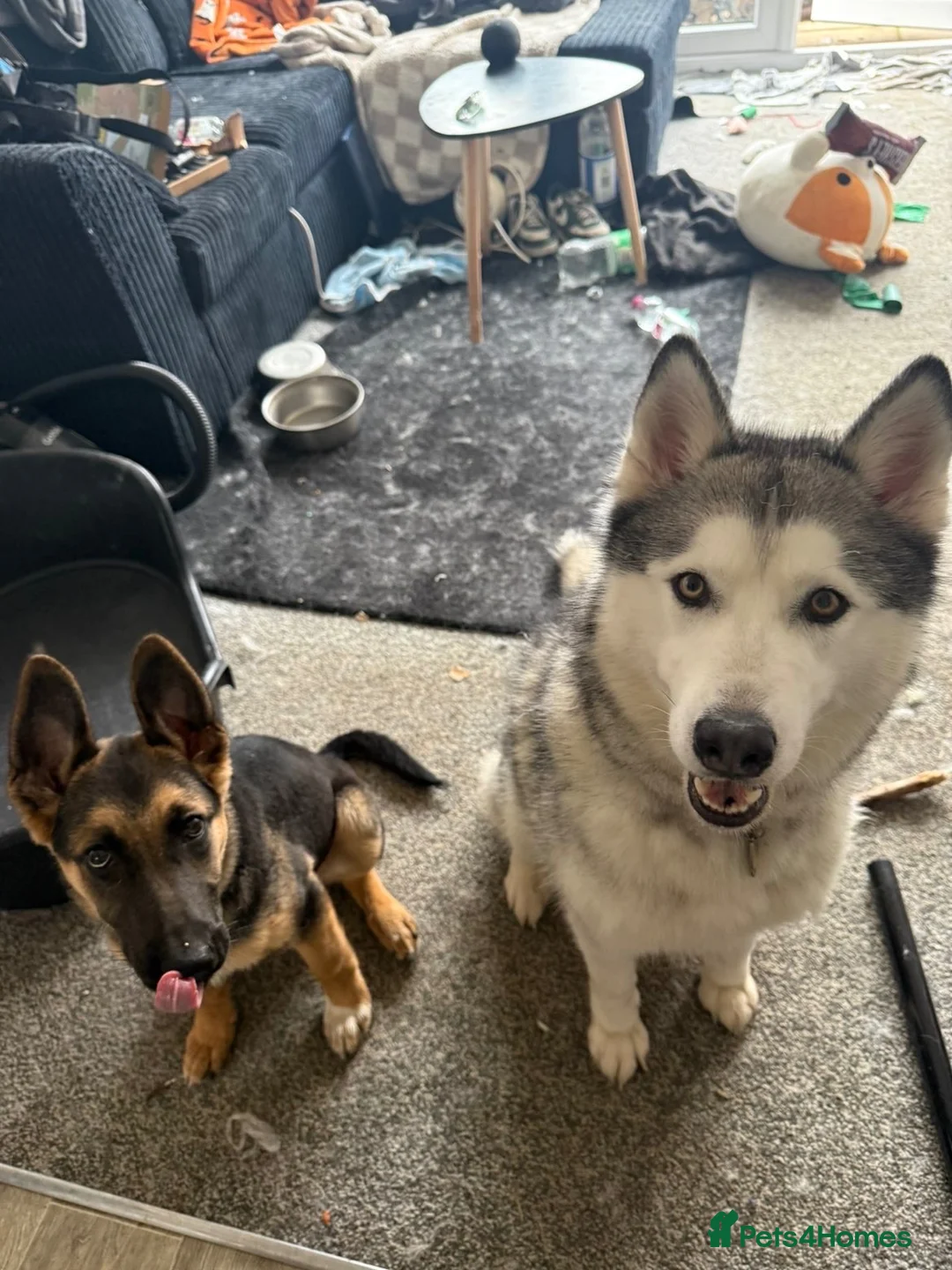 Siberian Husky dogs for sale: Gorgeous 3 year old husky  - Advert 2