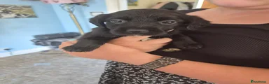 Springador 2