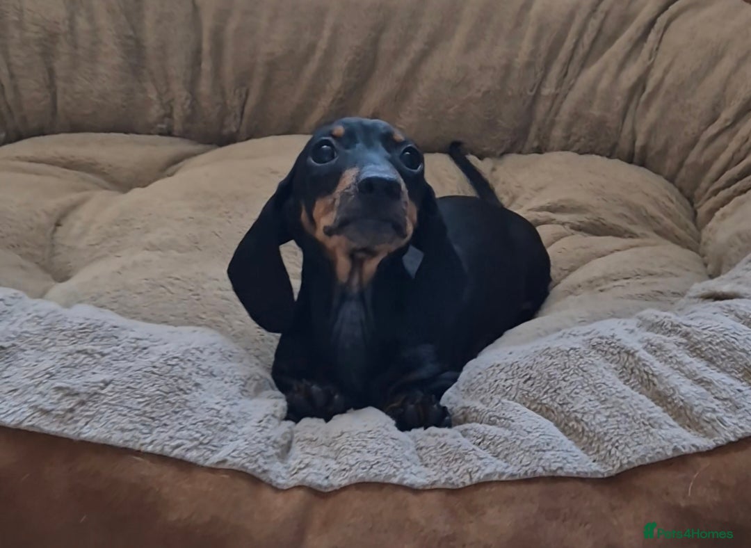 Miniature Dachshund dogs for sale: Champion sired dog puppy - Advert 5