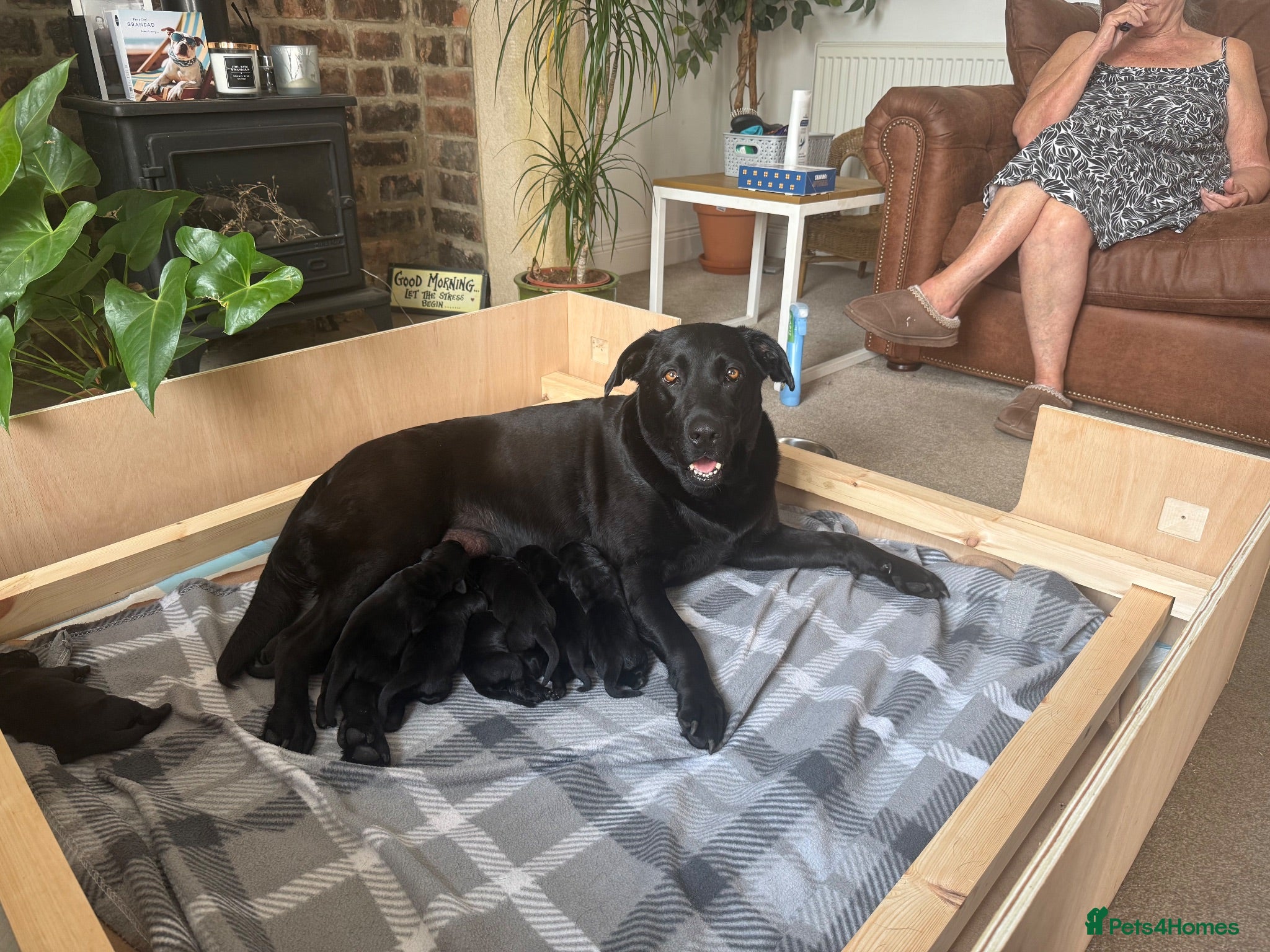 Labrador Retriever dogs 8 Black Labrador Pups - Advert 4