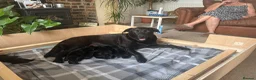 Labrador Retriever dogs for sale: 8 Black Labrador Pups in Hexham - Advert 1