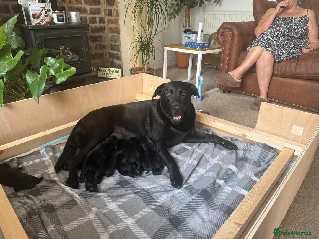 Labrador Retriever dogs for sale: 8 Black Labrador Pups in Hexham - Advert 1