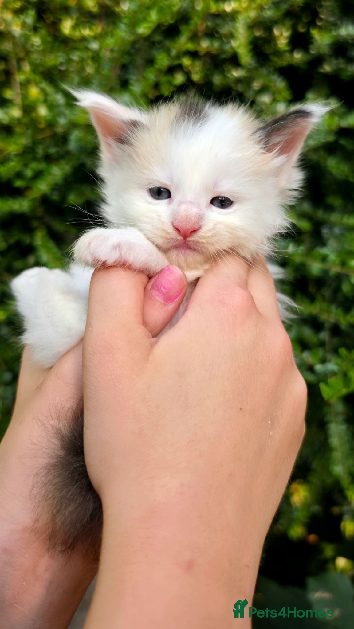 Maine Coon cats Stunning Maine coon kittens  - Advert 2