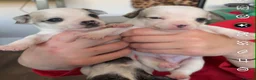 Mixed Breed dogs for sale: Beautiful jackawawas  - Advert 2