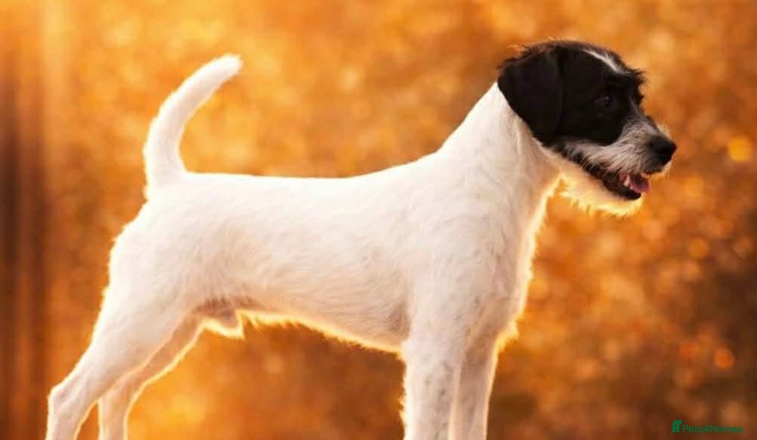 Parson Russell dogs for stud: KC Reg Parson At Stud Only - Advert 2