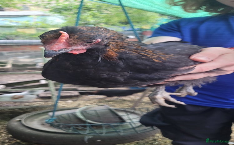 Chickens poultry - Advert 1