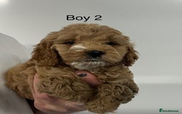 Cockapoo dogs for sale: Stunning Cockapoo Puppies - DNA tested parents - Image 4