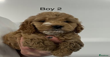 Cockapoo dogs - Advert 5