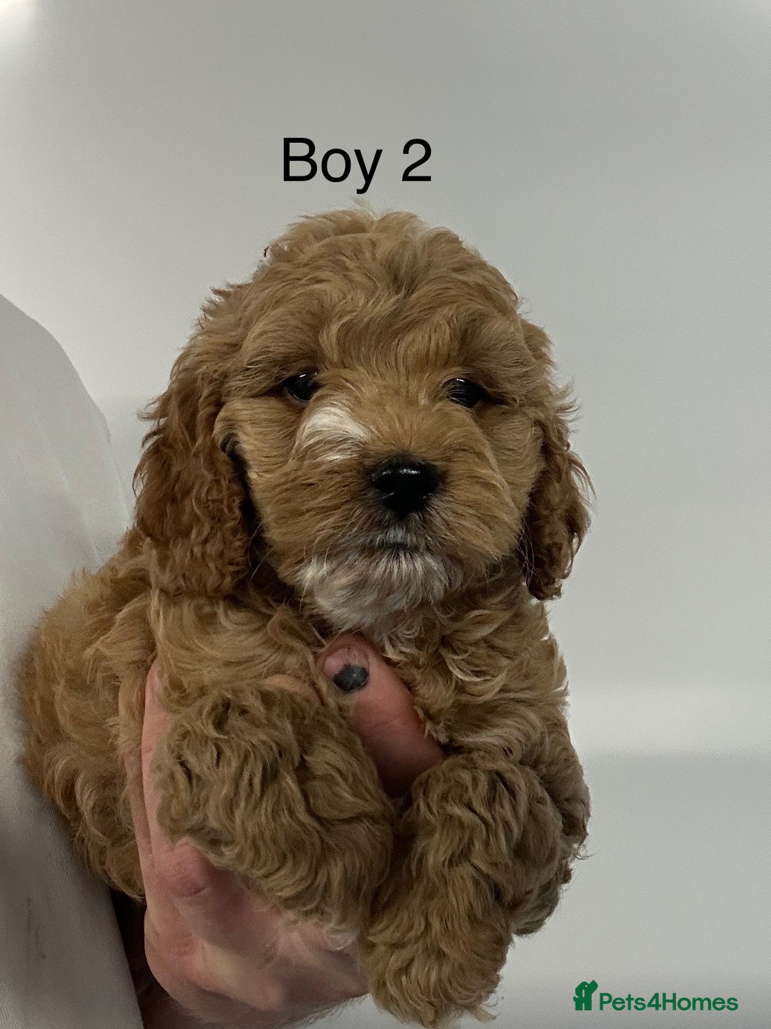 Cockapoo dogs for sale: Stunning Cockapoo Puppies - DNA tested parents - Image 4