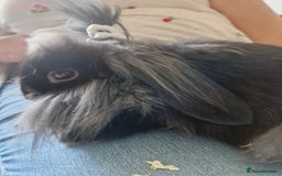 Lionhead rabbits for sale: Male bunny looking for his new home  - Image 5