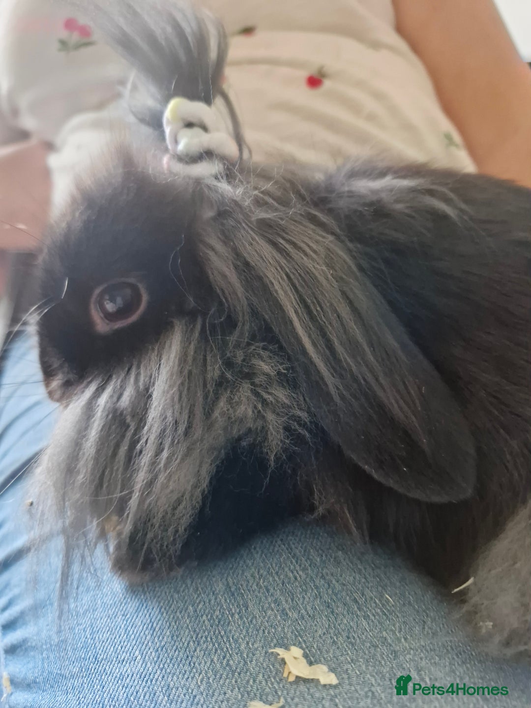 Lionhead rabbits for sale: Male bunny looking for his new home  - Image 5