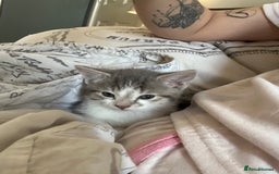 Domestic Shorthair cats for sale: Five beautiful blue eyed domestic kittens - Image 7