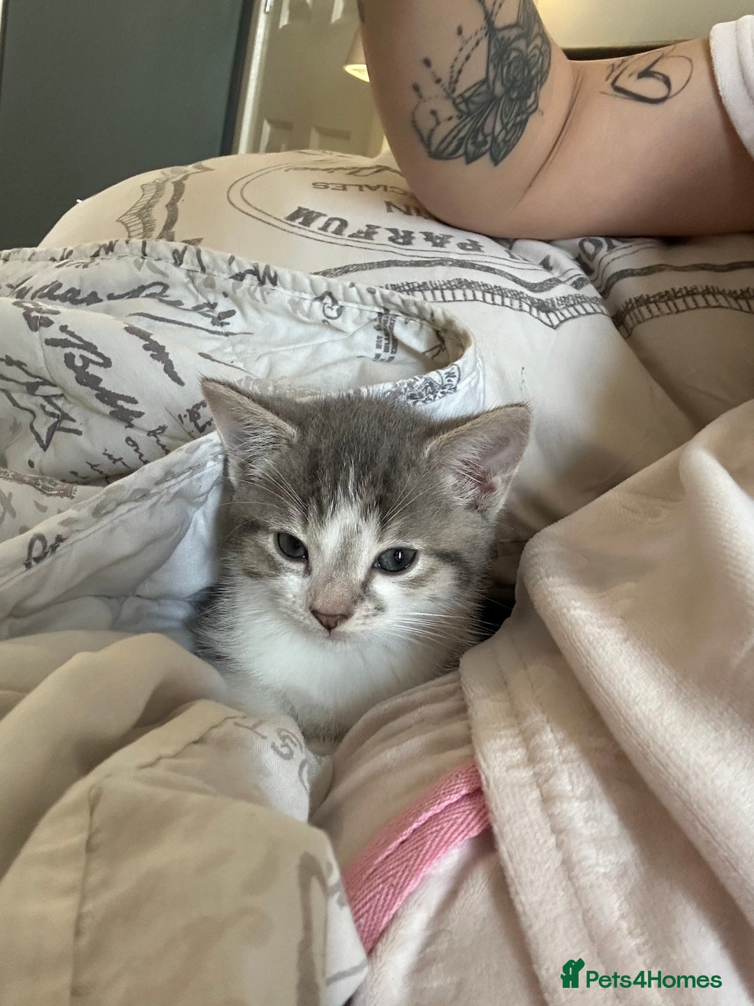 Domestic Shorthair cats for sale: Five beautiful blue eyed domestic kittens - Image 7