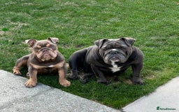 English Bulldog dogs for sale: Female lilac and tan English bulldog - Image 4