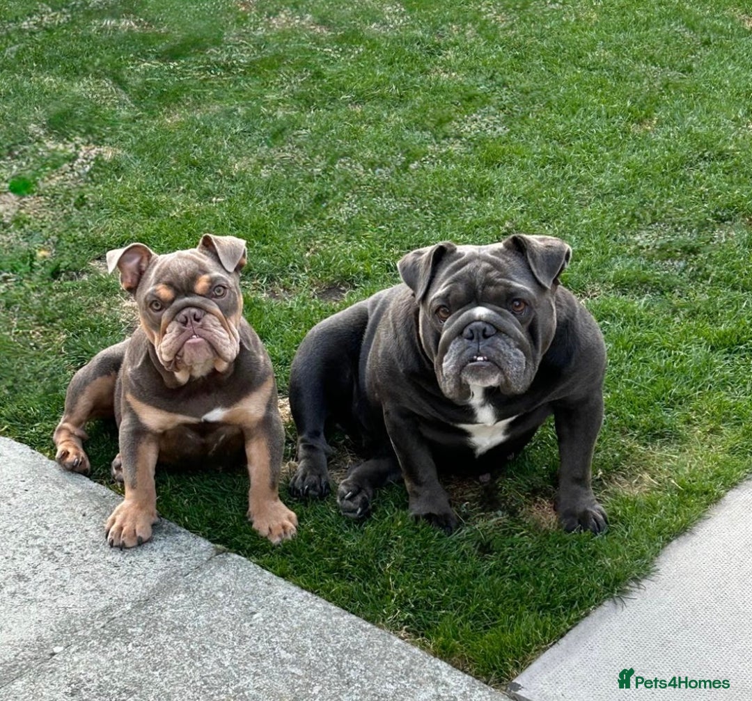 English Bulldog dogs for sale: Female lilac and tan English bulldog - Image 4