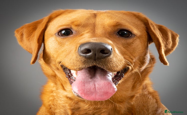 Labrador Retriever dogs - Advert 9