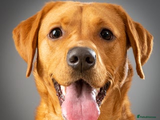 Labrador Retriever dogs - Advert 27
