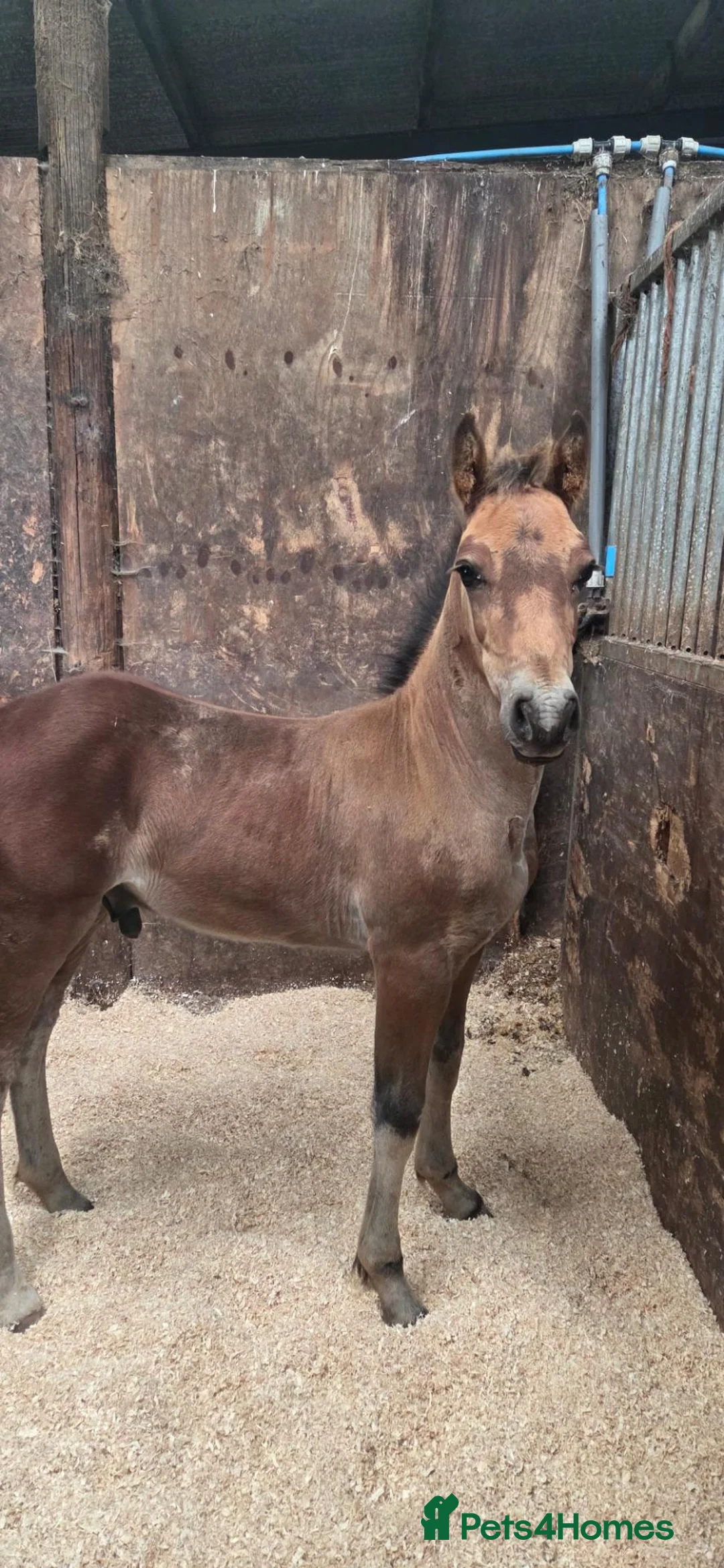 Welsh Section D horses for sale: Quality section D colt foal  - Advert 1