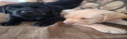 Labrador Retriever dogs for sale: 4 beautiful labrador puppies 1 dog ,3 bitches - Advert 20