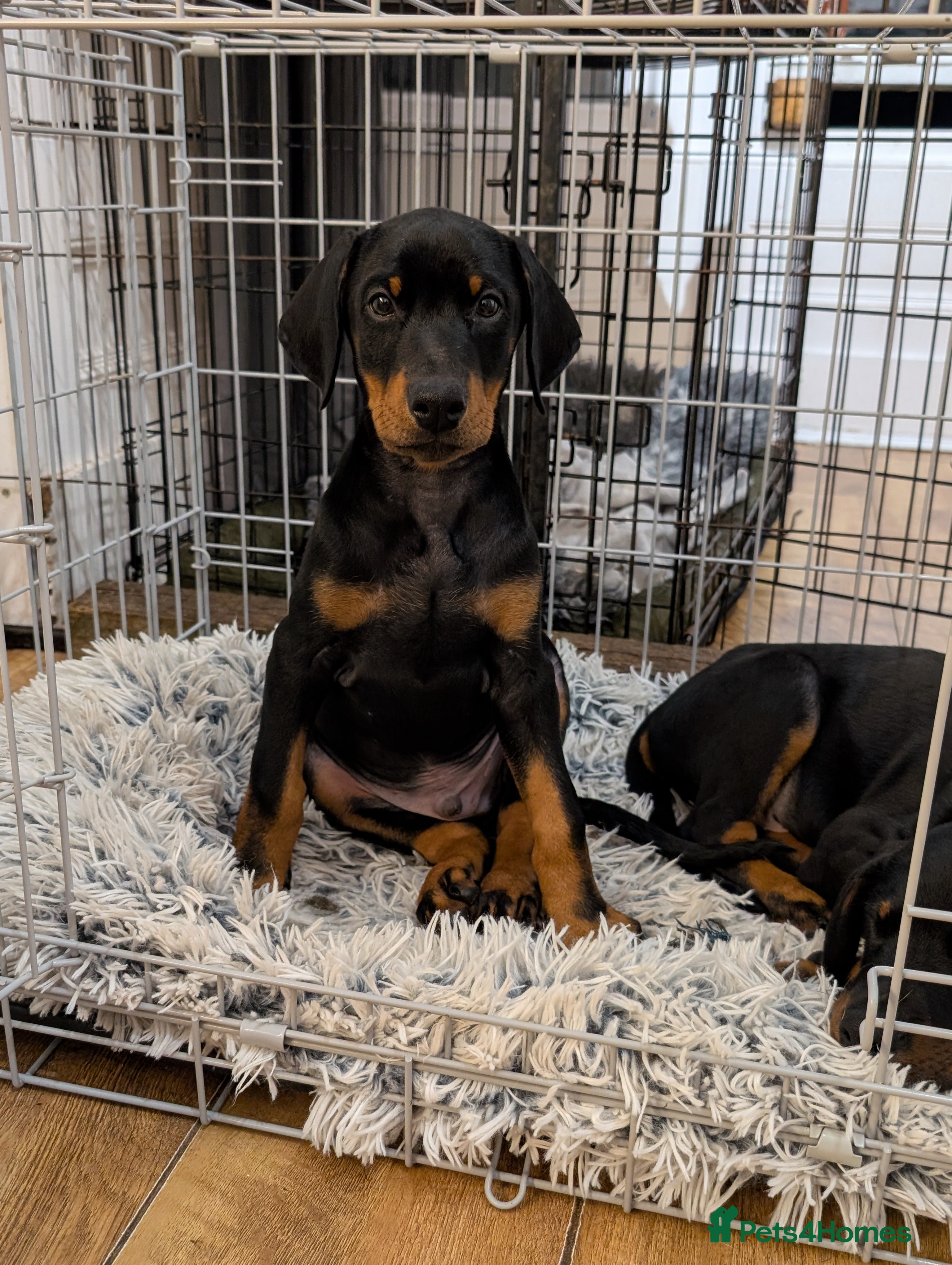 Dobermann dogs Gorgeous Doberman Pups - Advert 1