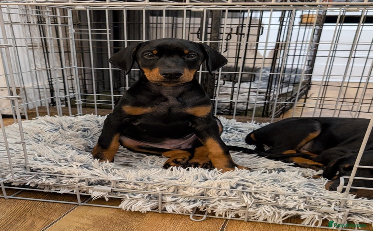 Dobermann dogs - Advert 4