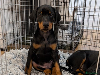 Dobermann dogs - Advert 31