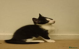 British Shorthair cats for sale: 2 beautiful kittens - Image 2