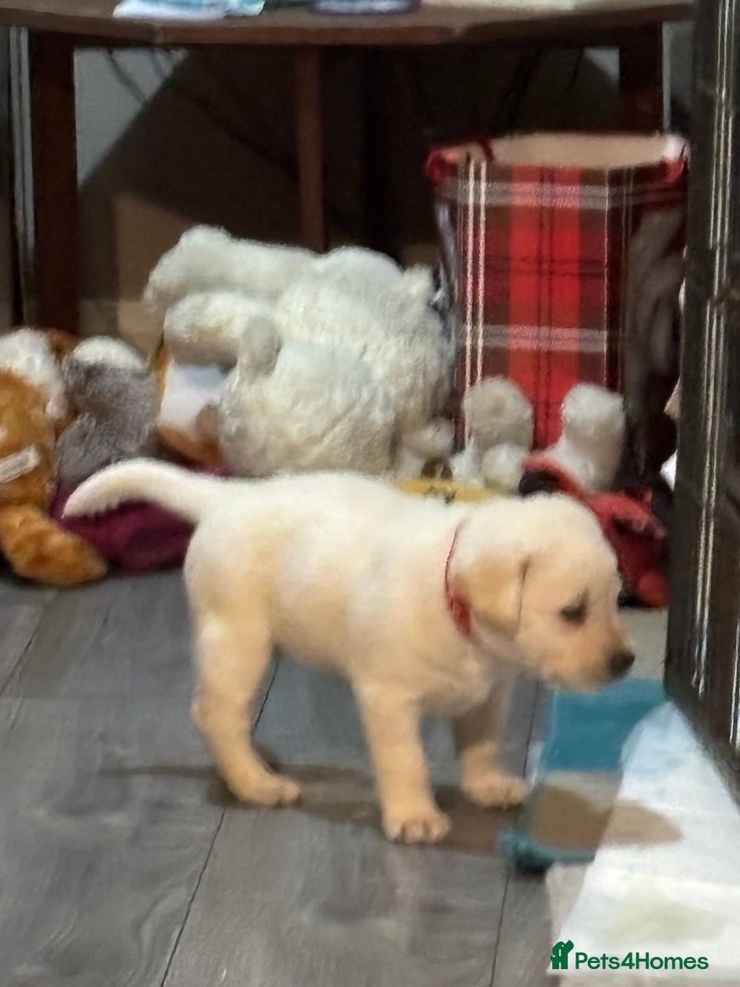 Labrador Retriever dogs for sale: 7 stunning chunky yellow Labradors - Advert 7