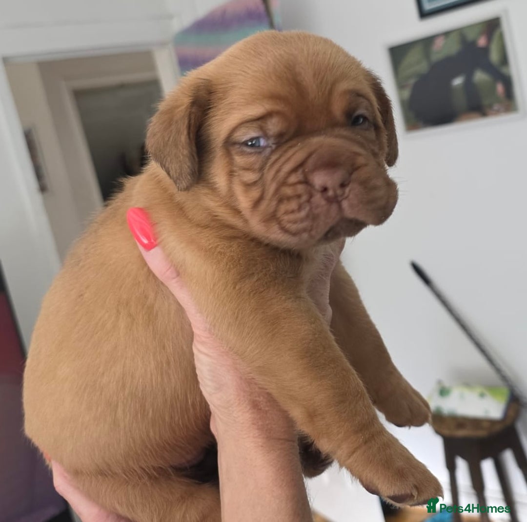 Dogue De Bordeaux dogs for sale: Stunning litter of puppies  - Image 6