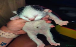 Mixed Breed cats for sale: Kittens - Image 12