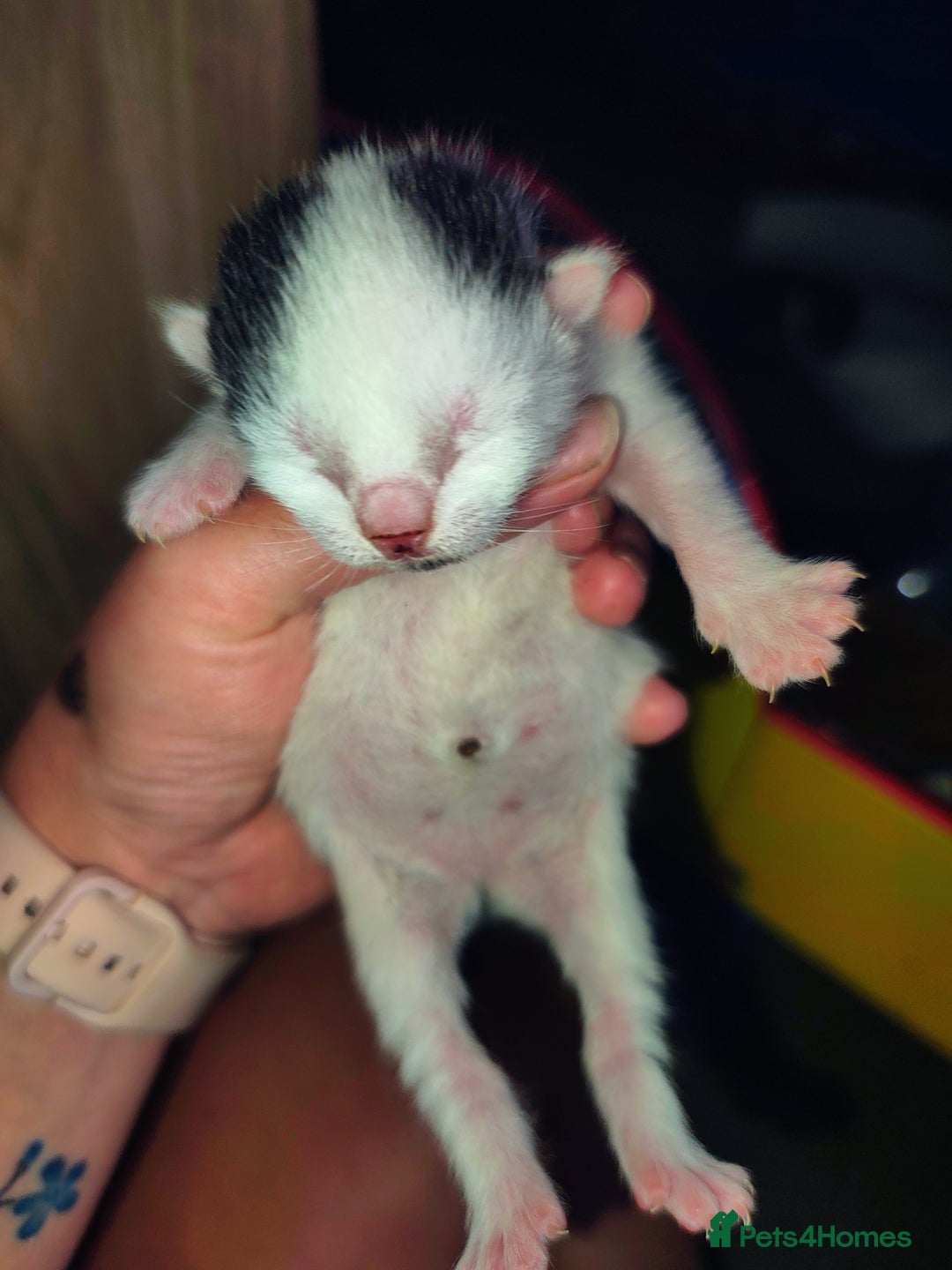 Mixed Breed cats for sale: Kittens - Image 12