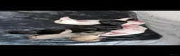 Pug dogs for sale: KC registered pug puppies - Advert 9