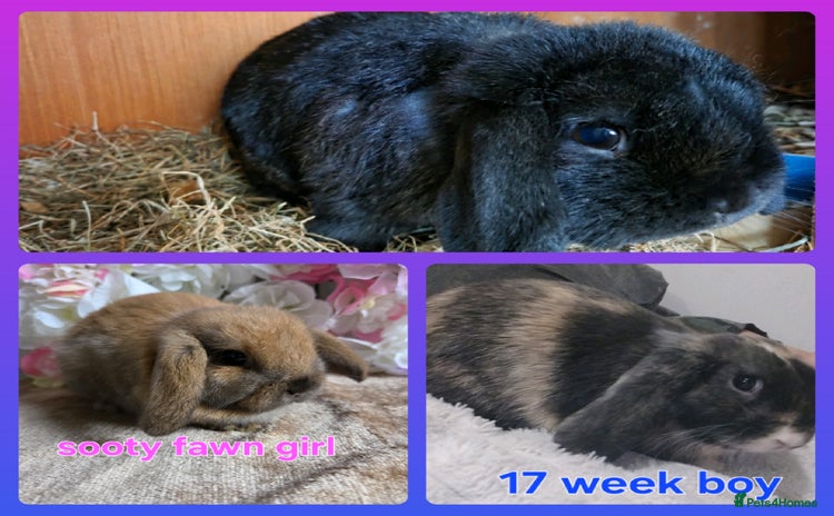 Mini Lop rabbits - Advert 6