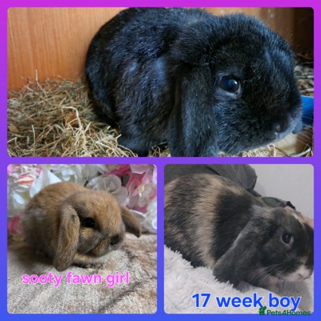 Mini Lop rabbits - Advert 6