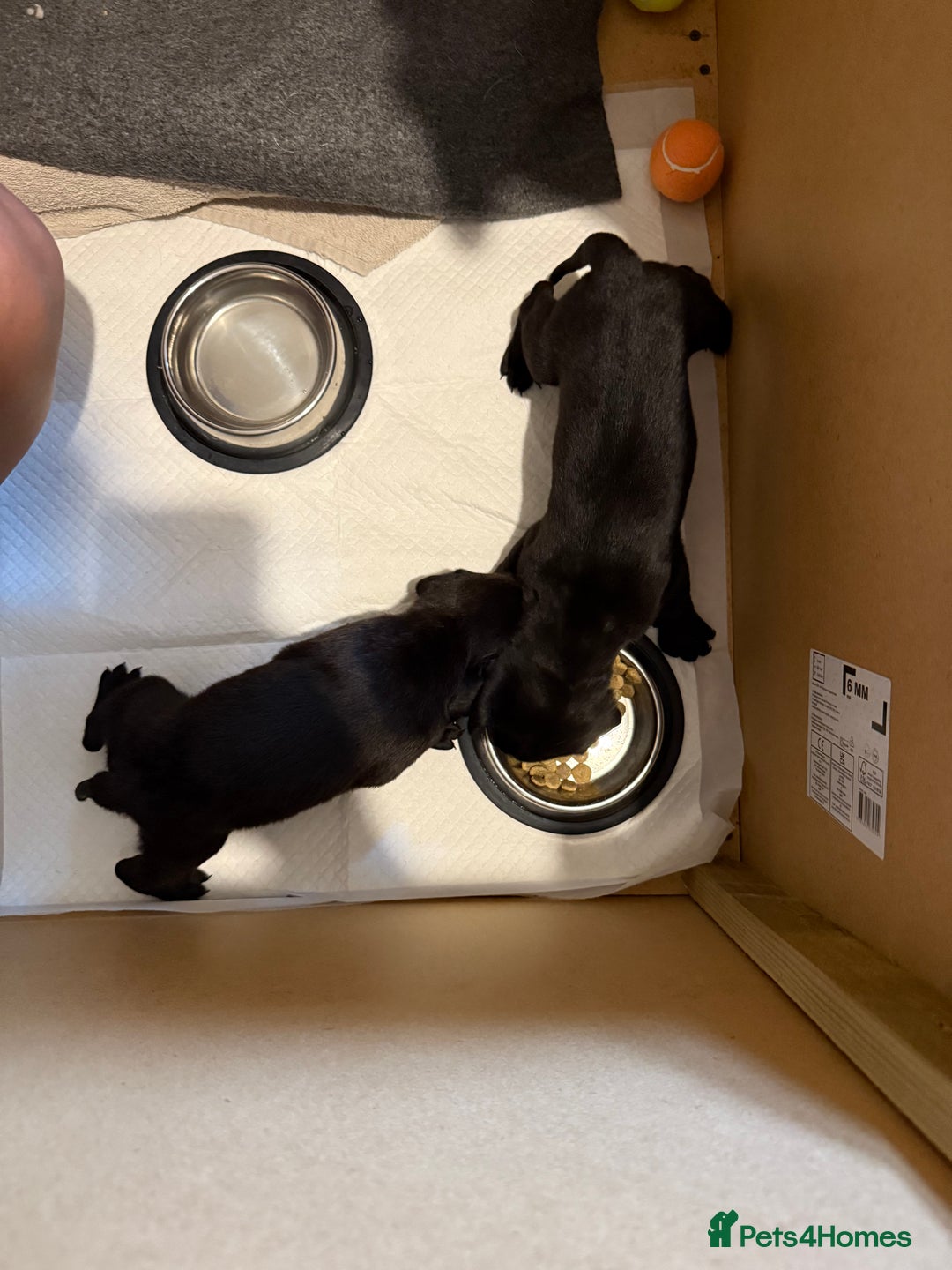 Labrador Retriever dogs for sale: Labrador/Weimaraner - 1G 1B - Beautiful Puppies  - Image 4