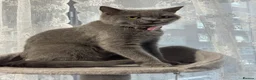 British Shorthair cats for sale: Beautiful Pure British Shorthair Blue Kittens  - Advert 13