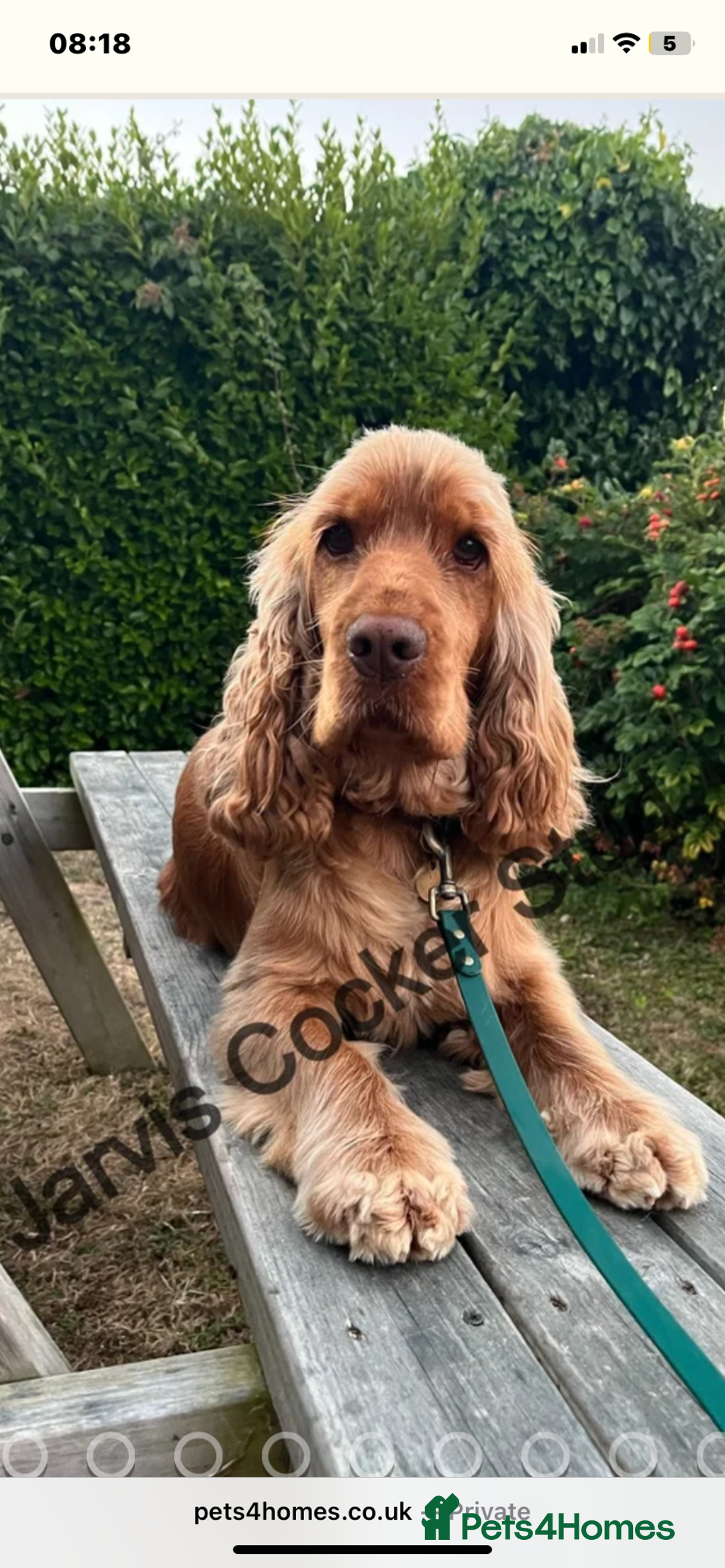 Cocker Spaniel dogs for sale: Show cocker spaniel puppies viewings this weekend! - Image 32