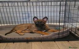 Belgian Shepherd Dog dogs for sale: Belgian Malinois  - Image 5