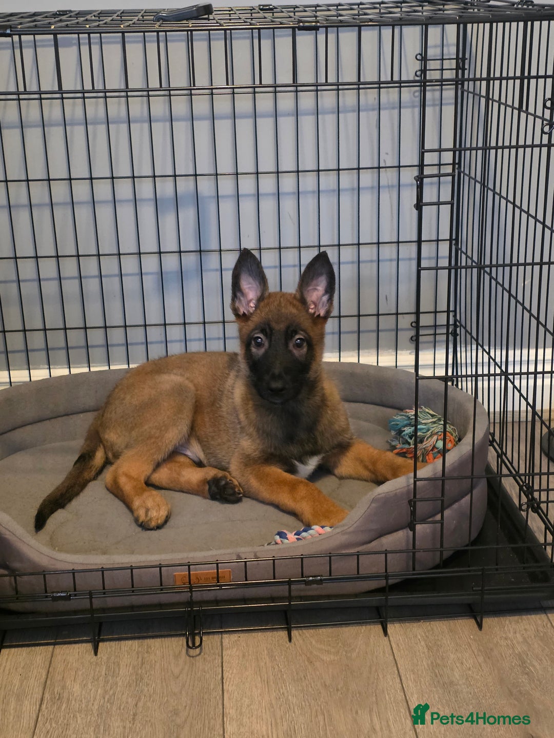 Belgian Shepherd Dog dogs for sale: Belgian Malinois  - Image 5